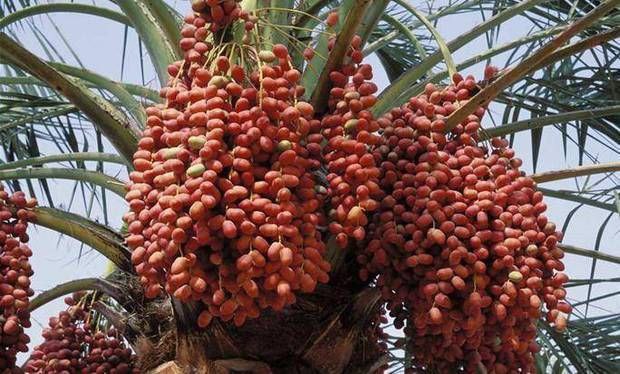 在中国“不值钱”的水果，在迪拜却被土豪追捧，一般人还吃不起 ... ...